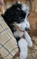 Bernedoodle Fe, a female Bernedoodle for sale in Urbana, OH – 3 of 10