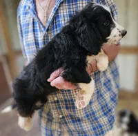 Bernedoo Fd, a female Bernedoodle for sale in Urbana, OH – 5 of 10