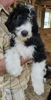 Bernedoodle Fc, a female Bernedoodle for sale in Urbana, OH – 2 of 10