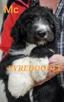 PYREDOODLE Mc, a male Great Pyrenees and Poodle - Standard  for sale in Urbana, OH – 1 of 10