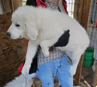 Cardigans Fa, a female Great Pyrenees for sale in Urbana, OH – Photo 8 of 10