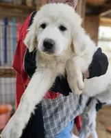 Cardigans Fa, a female Great Pyrenees for sale in Urbana, OH – Photo 7 of 10