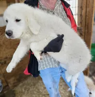 Cardigans Fa, a female Great Pyrenees for sale in Urbana, OH – Photo 9 of 10