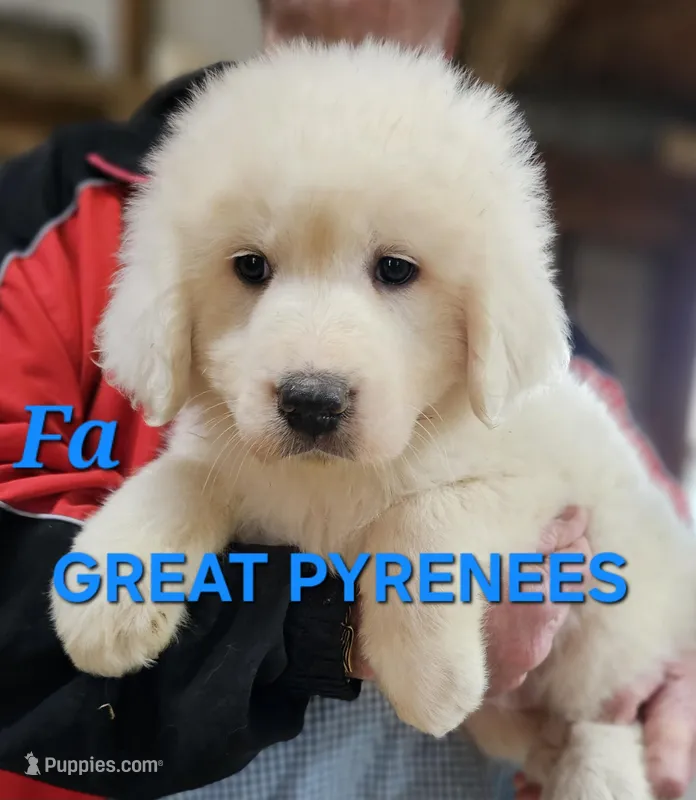Cardigans Fa – Great Pyrenees puppy for sale in Urbana, OH