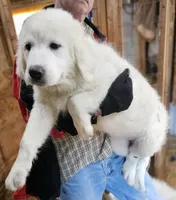 Cardigans Fa, a female Great Pyrenees for sale in Urbana, OH – Photo 10 of 10