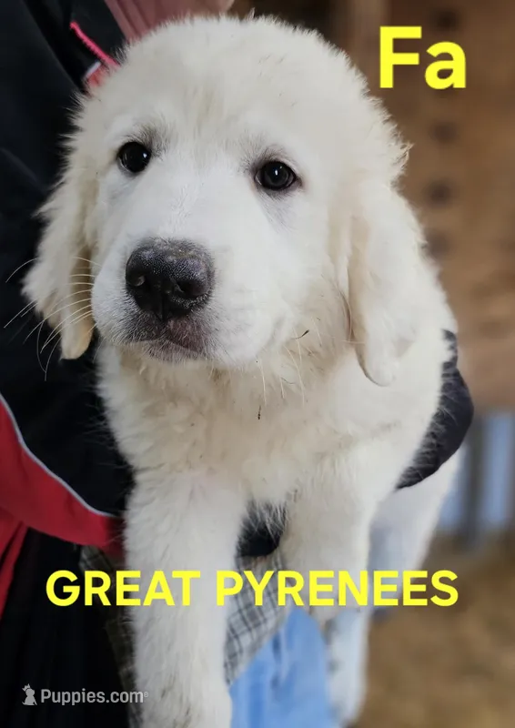 Cardigans Fa – Great Pyrenees puppy for sale in Urbana, OH