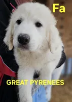 Cardigans Fa, a female Great Pyrenees for sale in Urbana, OH – Photo 1 of 10
