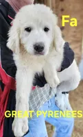 Cardigans Fa, a female Great Pyrenees for sale in Urbana, OH – Photo 3 of 10