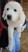 Cardigans Fa, a female Great Pyrenees for sale in Urbana, OH – Photo 4 of 10
