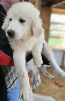Cardigans Fa, a female Great Pyrenees for sale in Urbana, OH – Photo 6 of 10