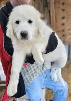 Cardigans Fa, a female Great Pyrenees for sale in Urbana, OH – Photo 5 of 10