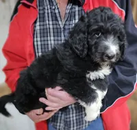 PYREDOODLE Mc, a male Great Pyrenees and Poodle - Standard  for sale in Urbana, OH – 5 of 10