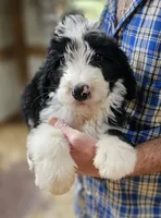 Beredoo Ma, a male Bernedoodle for sale in Urbana, OH – 6 of 10
