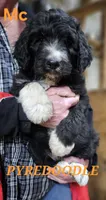 PYREDOODLE Mc, a male Great Pyrenees and Poodle - Standard  for sale in Urbana, OH – 2 of 10