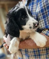 Bernedoo Fa, a female Bernedoodle for sale in Urbana, OH – 6 of 10
