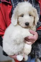 PYREDOODLE Fa, a female Great Pyrenees and Poodle - Standard  for sale in Urbana, OH – 9 of 10