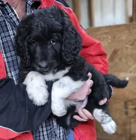 PYREDOODLE Fb, a female Great Pyrenees and Poodle - Standard  for sale in Urbana, OH – 3 of 10