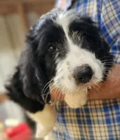 Bernedoo Fd, a female Bernedoodle for sale in Urbana, OH – 3 of 10