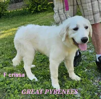 Crissas Female , a female Great Pyrenees for sale in Urbana, OH – 5 of 10