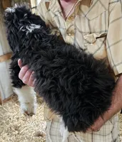Bernedoodle Fc, a female Bernedoodle for sale in Urbana, OH – 7 of 10