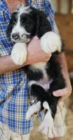 Bernedoo Fa, a female Bernedoodle for sale in Urbana, OH – 7 of 10