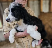 Bernedoodle Fe, a female Bernedoodle for sale in Urbana, OH – 9 of 10