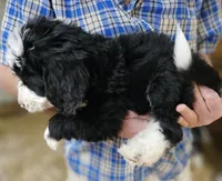 Beredoo Ma, a male Bernedoodle for sale in Urbana, OH – 10 of 10