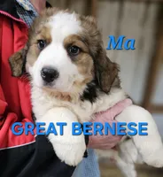 Sophies Ma, a male Bernese Mountain Dog for sale in Urbana, OH – Photo 2 of 10