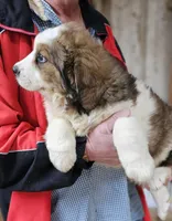 Sophies Ma, a male Bernese Mountain Dog for sale in Urbana, OH – Photo 3 of 10
