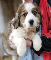 Sophies Ma, a male Bernese Mountain Dog for sale in Urbana, OH – Photo 9 of 10