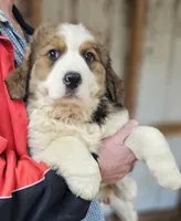 Sophies Ma, a male Bernese Mountain Dog for sale in Urbana, OH – Photo 4 of 10