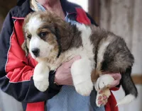 Sophies Ma, a male Bernese Mountain Dog for sale in Urbana, OH – Photo 6 of 10
