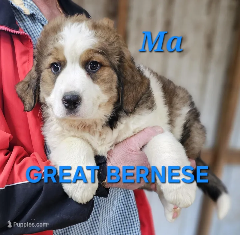 Sophies Ma – Bernese Mountain Dog puppy for sale in Urbana, OH