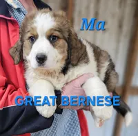 Sophies Ma, a male Bernese Mountain Dog for sale in Urbana, OH – Photo 1 of 10