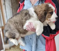Sophies Ma, a male Bernese Mountain Dog for sale in Urbana, OH – Photo 8 of 10