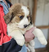 Sophies Ma, a male Bernese Mountain Dog for sale in Urbana, OH – Photo 10 of 10