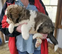 Sophies Ma, a male Bernese Mountain Dog for sale in Urbana, OH – Photo 5 of 10