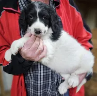 PYREDOODLE Fc, a female Great Pyrenees and Poodle - Standard  for sale in Urbana, OH – 5 of 10