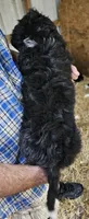 Bernedoo Fe, a female Bernedoodle for sale in Urbana, OH – 6 of 10