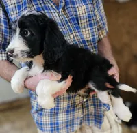 Bernedoo Fb, a female Bernedoodle for sale in Urbana, OH – 4 of 10
