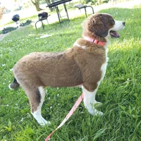 Sophies Fa, a female Bernese Mountain Dog and Great Pyrenees for sale in Urbana, OH – 10 of 10