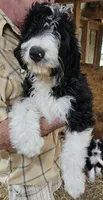 Bernedoodle Fc, a female Bernedoodle for sale in Urbana, OH – 6 of 10