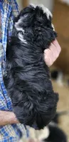 Bernedoo Ff, a female Bernedoodle for sale in Urbana, OH – 4 of 10