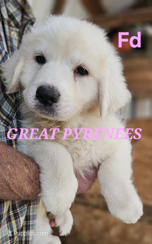 Poppys Fd – Great Pyrenees puppy for sale in Urbana, OH
