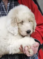 PYREDOODLE Fa, a female Great Pyrenees and Poodle - Standard  for sale in Urbana, OH – 4 of 10
