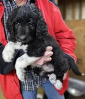 PYREDOODLE Fb, a female Great Pyrenees and Poodle - Standard  for sale in Urbana, OH – 4 of 10