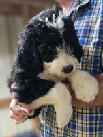 Bernedoo Fe, a female Bernedoodle for sale in Urbana, OH – 5 of 10