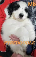 PYREDOODLE Mb, a male Great Pyrenees and Poodle - Standard  for sale in Urbana, OH – 2 of 10