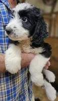 Bernedoo Ff, a female Bernedoodle for sale in Urbana, OH – 9 of 10