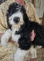 Bernedoodle Fc, a female Bernedoodle for sale in Urbana, OH – 10 of 10